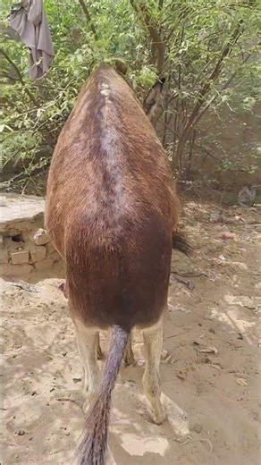 لقاء طبيعي بين الحمار والحمارة