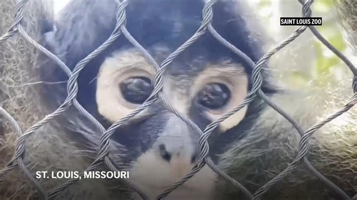 Four endangered Mexican spider monkeys seized from smugglers now living in Missouri