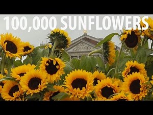 Sunflowers Come Alive! @ Van Gogh Amsterdam