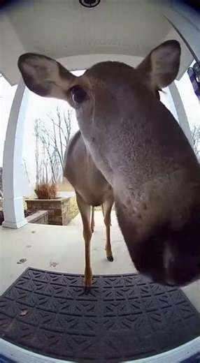 A Deer Walked Up to My Porch Like It Lives Here 😭🦌