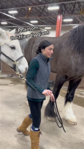 7.1K views · 253 reactions | The big guy just wants to be friends! Wonder what the grey pony was thinking #phantom #giant #gentlegiant #draft #huge #57 | DraftHorse Rescue | Facebook
