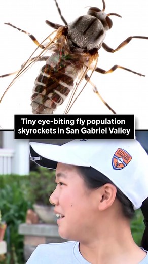 San Gabriel Valley Black Fly Swarms Explode in 2026