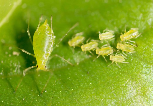 Discover 7 Common Types of Aphid
