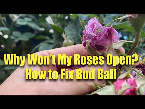 Help! My Rosebuds Won’t Open! Understanding Bud Ball on Roses