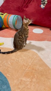 Happy spay day, Sasha! A little history - Sasha was bought and kept in a cage, used to breed profitable kittens. Today, at 10 months old, we’re very glad to celebrate no more babies (and no more cages) 🤎 Kitty Kat Haven & Rescue #SpayAndNeuter | Phoebe the CH Kitty