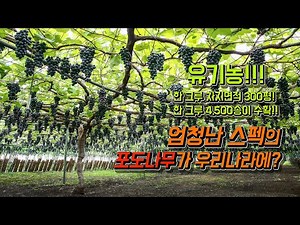 [도덕현유기농포도원] 한그루에 4500송이 포도가 열리는 나무의 비밀!