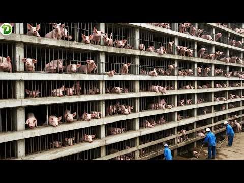 High-rise Pig Farming - A New Look Inside China's Vertical Farms | China Pig Farm