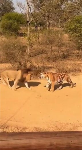 Lion vs Tiger: Intense Standoff Caught on Camera! 😱