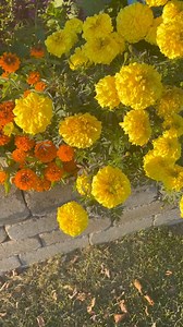 2.3K views · 53 reactions | An incredibly lively bunch tonight in Omemee, ON at the Festival of Small Halls Ontario. Thank you to all the volunteers looking after us and for the great hospitality. If you were at the show and have a photo or video please tag us…. We have a pre show video clip enjoying the beautiful weather of the day but didn’t manage any more. | The Barra MacNeils | Facebook