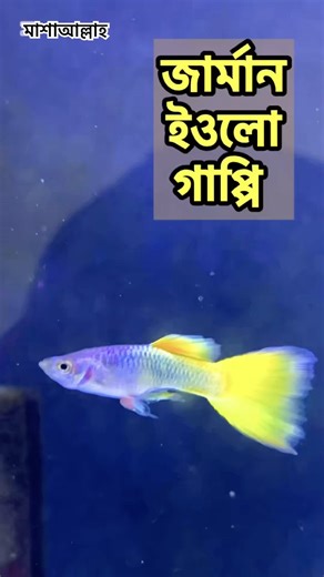 German Yellow Guppy Fish has arrived at the shop.
