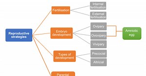 Reproduction In Vertebrates - Grade 12 (CAPS)