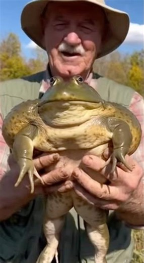 Biggest Bullfrog Ever Caught! #shorts