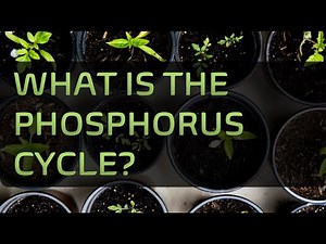 What is the Phosphorus Cycle?