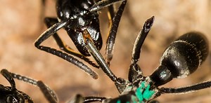 These ants have evolved a complex system of battlefield triage and rescue
