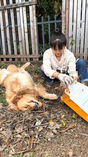 62K views · 3.1K reactions | Episode 14 - Doggie country life #pet #dog #pets #dogs #doggies #cute #cat #reels #facebookreels #savealife #shorts #respect #foryou #fyp #reelsfb #reelsviral #reelsvideo #funnyreels | Pet Lovers | Facebook