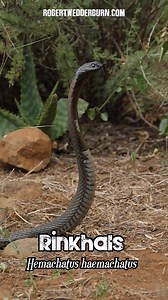 🐍 Meet the Rinkhals 🐍 #rinkhals #venom #snake #herpetology #wildlife #animals #nature #cobra | Robert Wedderburn Productions