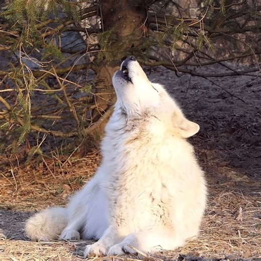 Nature's music 🐺 https://nywolf.org/ | Wolf Conservation Center