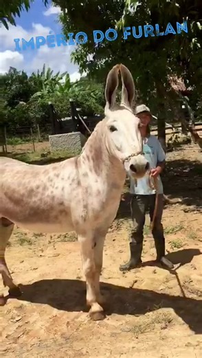 Meet the Charming Adult Donkey with Unique Coat