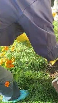 Cut Back Top-Heavy Marigolds! #prune #pruning #marigolds