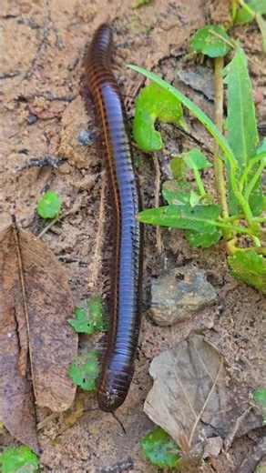 The wild boar is walking into the forest.​ #Animals And #Pets
