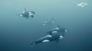 26K views · 695 reactions | He quit his job as a chemical engineer to pursue his passion for underwater photography. Now he spends most of his time freediving with Orca off the coast of Norway  This is Jacques de Vos - Underwater Photography & Media | Red Bull Adventure | Facebook