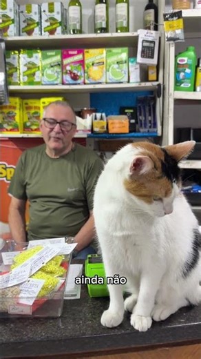 A galinha CLT #gatos #gatinhaclt