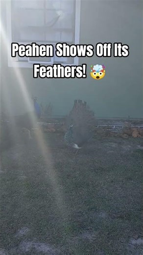 PEAHEN FEATHER DISPLAY (FEMALE PEACOCK FEATHER DISPLAY)