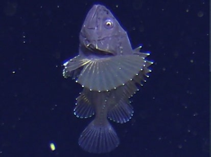 无鳔黑鲉Ectreposebastes imus活体影像