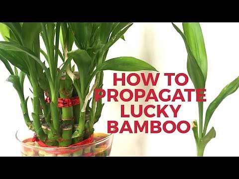 How to grow Lucky Bamboo from cuttings|| How to propagate Lucky Bamboo- Backyard Gardening