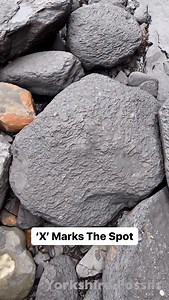 2.8M views · 615 reactions | We searched a remote, rocky beach for fossils and crystal and found a Jurassic ball of rock hidden within a huge loose boulder 勞 We found a beautiful cephalopod fossil roughly 185 million years old ️ Whilst alive, this specimen would’ve swam the seas alongside Marine Reptiles!  You win some, you lose some! 秊 Thanks for supporting our page! 練 #fossilhunting #rockbowling #ammonite #beachcombing #fblifestyle | Yorkshire Fossils | Facebook