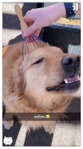 When the massage hits the perfect spot and your dog completely forgets the world exists. 😂🐶💆‍♀️