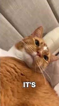 A cat compilations #261