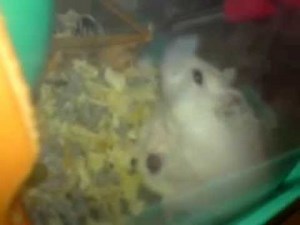 Hamster part 2 giving birth process