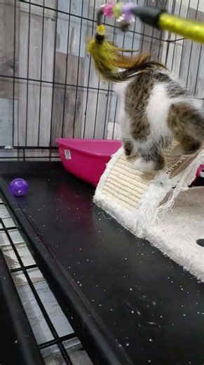 9.4K views · 780 reactions | Tuli la chatonne fofolle  #chaton #videochaton #bebechat #cutecat | OnlyCat | Facebook