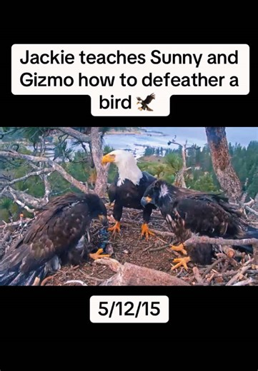 Jackie Teaches Eaglets How to Defeather a Bird