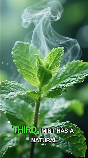 5 Things You Didn’t Know About Mint