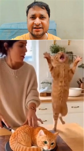Billi Ne Sabko Shock Kar Diya! 😳🐾”“Acting Level: Paw-some 🐾🔥
