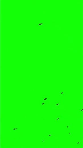 flying birds green screen with voice no copyright