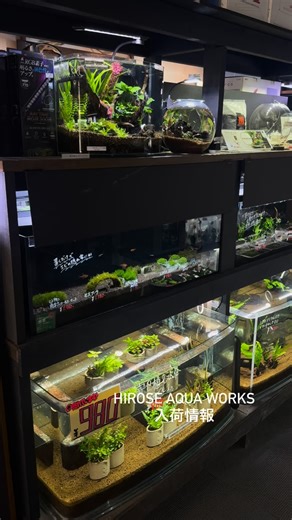 ▫️2025/10/30 入荷情報 10月も間も無く終わりですね！ 一気に涼しくなって、魚たちも風邪引き気味です。 皆さんしっかヒーター入れて温度管理をして下さいね✨ お魚は服着れないので、自分で温度管理できませんので🐟 入荷情報です♪ カージナルテトラ M グリーンネオンテトラ SM-M コロンビア レッドノーズテトラ オレンジグリッターダニオ サイアミーズフライングフォックス 3-4cm ボルネオサッカープレコ パンダガラ 3cm コールデン赤ヒレ SM-MS ボララス・メラー ラスボラ・エスペイ M ミクロラスボラ・ブルーネオン SM クラウンローチ4-5cm パンダシャークローチ ギアニンズコイエンゼル M スノーホワイトシクリッド ラビドクロミス・カエルレウス バジス・バジス SM ハーフムーンジャイアントベタプラガットオス ダンボイヤーベタ オス レッドハニーグラミー ダルメシアンモーリー ブラックライヤモーリー クラウンキリー SM-M アフリカンランプアイ SM-M エトロピエラ（AFグラスC） トランス アベニールフグ A. ナナ A. ナナミニ A. ナナゴールデ