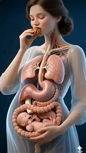See How a Pregnant Body Digests a Walnut | Realistic 3D Digestive System Animation 🥜🤰#pregnancydiet