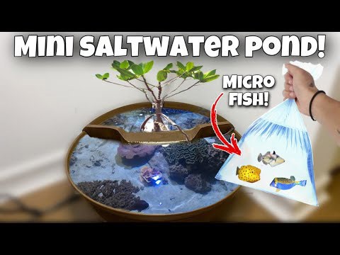 Micro fish only mini saltwater pond! (New fish!)