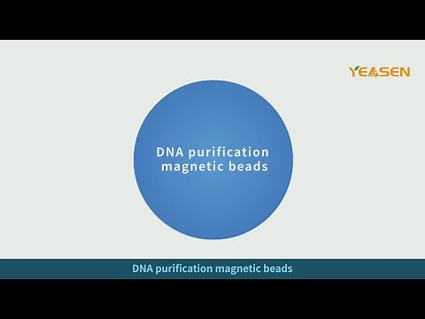 DNA magnetic bead purification principle