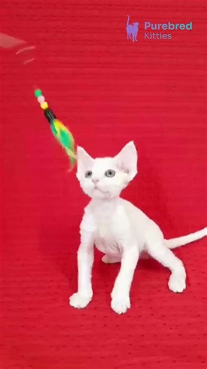 Meet Lili – White Devon Rex Kitten 😻 Gentle & Affectionate! #DevonRex #WhiteKitten