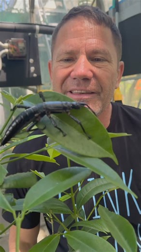 First Australia stop @melbourne_zoo to meet two species back from the brink of extinction. Now on to Perth for my first Ocean Live show tomoro evening @pcec Riverside theatre. See @ticketekaustralia @bohmpresents or the venue for tickets! Then on to Adelaide, Brisbane @atqpac and the @civictheatrenewcastle before @enmore_theatre Sydney, @canberratheatrecentre then back here to Melbourne’s magnificent @artscentremelbourne Hamer Hall. Bring it on!!!! #deadly60 #deadly #wildlife #venom #deadlyanima