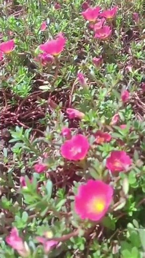 #flowers #nature #bunga #flower #flowergarden