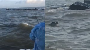 Video: Galveston fisherman spots large gator swimming near North Jetty