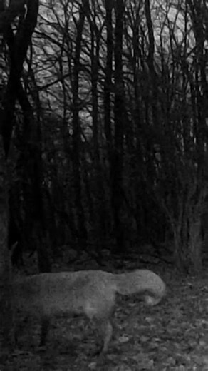 Night Forest Camera #8- Fox Exploring the Forest #Nature #Wildlife #TrailCam #shorts #forestlife