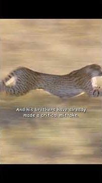 No big deal if we fail—let's change our approach and try again. #wildlife #animals #shorts