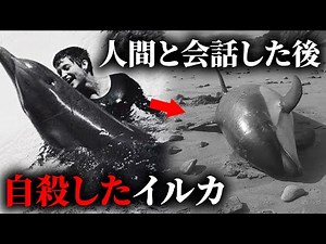 Why did the dolphin who learned English and first spoke to humans take its own life? [Incident/Ac...