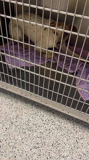 Dogs with no kennels to go into. New dogs are flooding into the shelter today, and we have no kennels for them to go into. We need adopters urgently on Waived Fee Wednesday to help make space at the shelter. Dogs 20lbs or more and 6 months of age at our three adoption center and dogs in foster all qualify. We also need fosters! Many appointments to pick up a foster dog are available to book over the next few days. Sign up to become a foster at http://kcpetproject.org/foster. | KC Pet Project